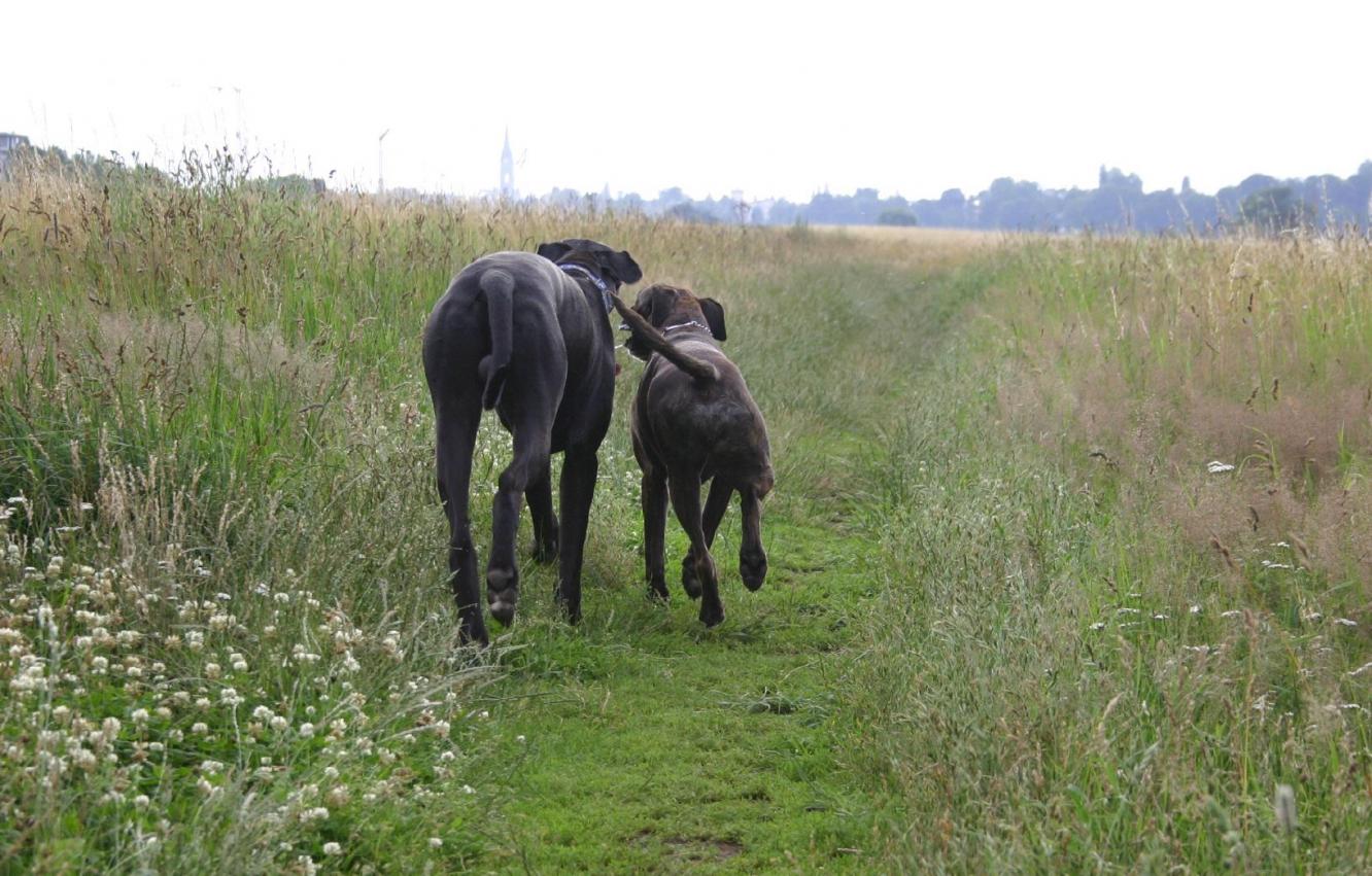 Shari (rechts) und Votan
