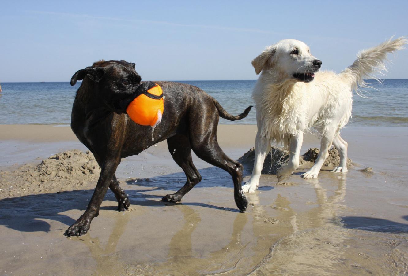 Shari mit Ball