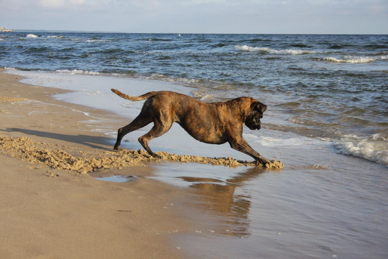 An der Ostsee 2012