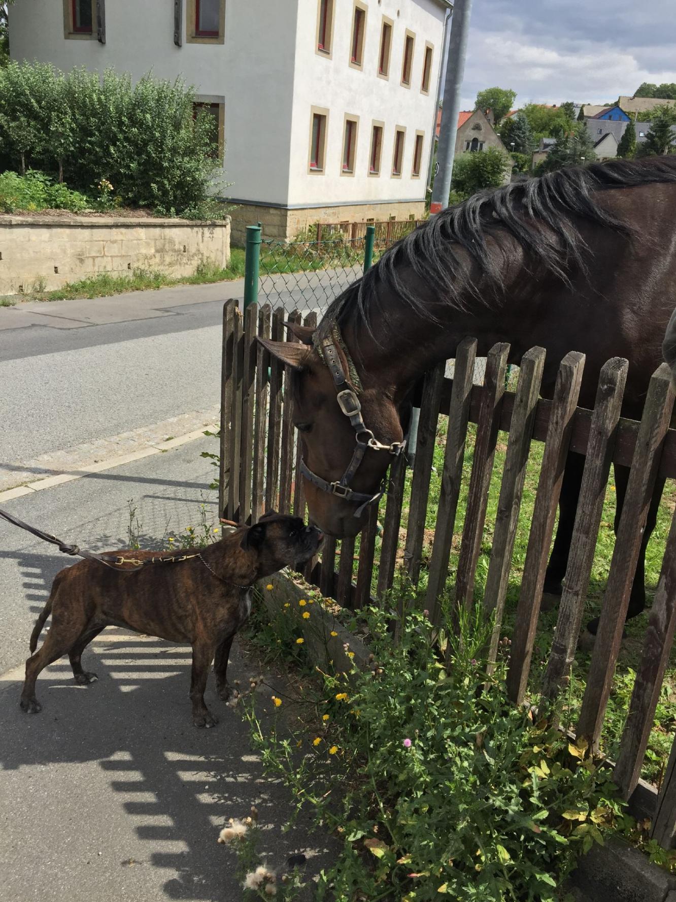 Ich glaub, mich knutscht ein Pferd!!